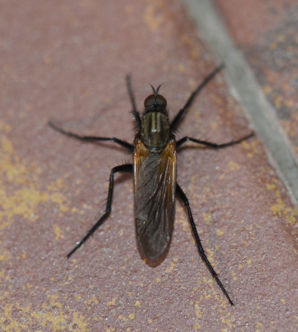 Dittero da identificare
